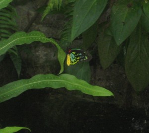 Un beau papillon du sanctuaire de papillons
